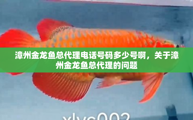 漳州金龍魚總代理電話號碼多少號啊，關(guān)于漳州金龍魚總代理的問題 水族問答 第2張