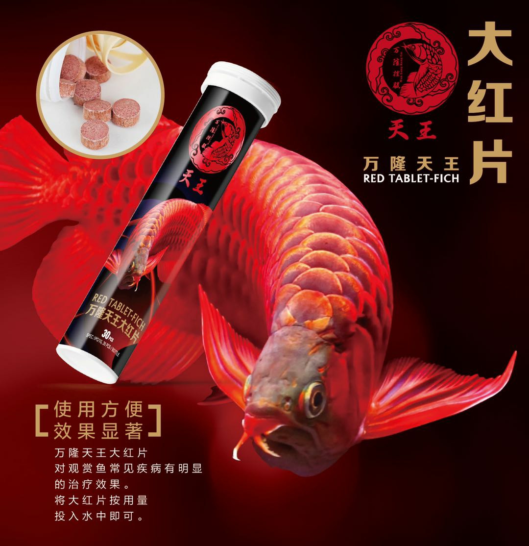 龍魚的福音 廣州觀賞魚批發(fā)市場 第5張