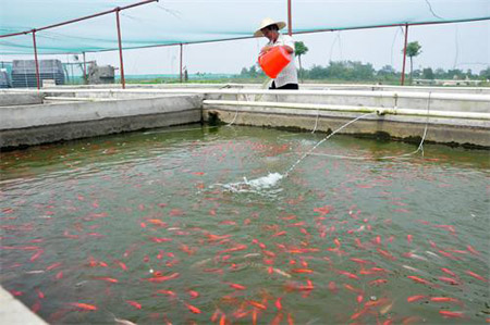 福建省福州市 廣州觀賞魚批發(fā)市場(chǎng) 第10張