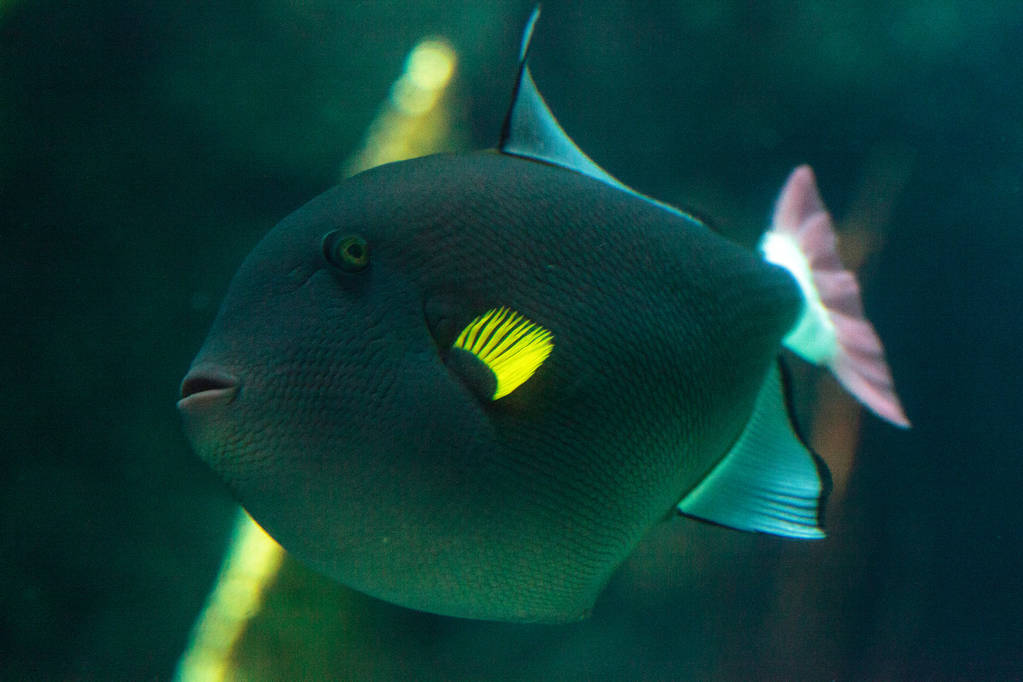 這魚(yú)是不是有點(diǎn)兜嘴了 魟魚(yú)百科 第2張