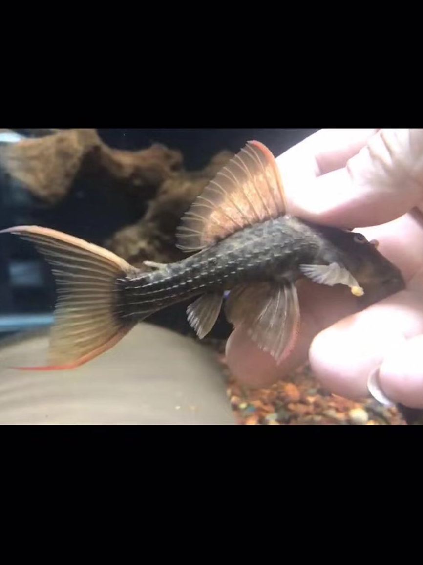 入缸第15天20cm 南美異形觀賞魚 第2張