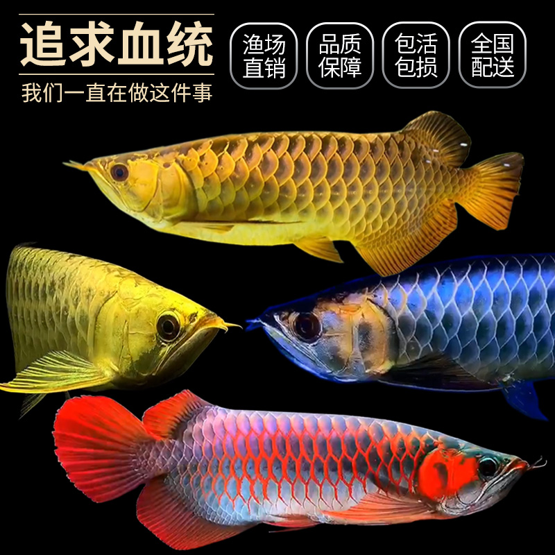 廣東梅州′魚池改造增加過濾系統(tǒng) 藍底過背金龍魚 第10張