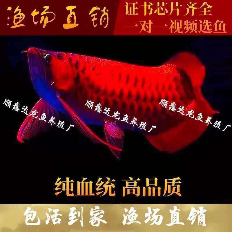 新魚(yú)入行變紅了？