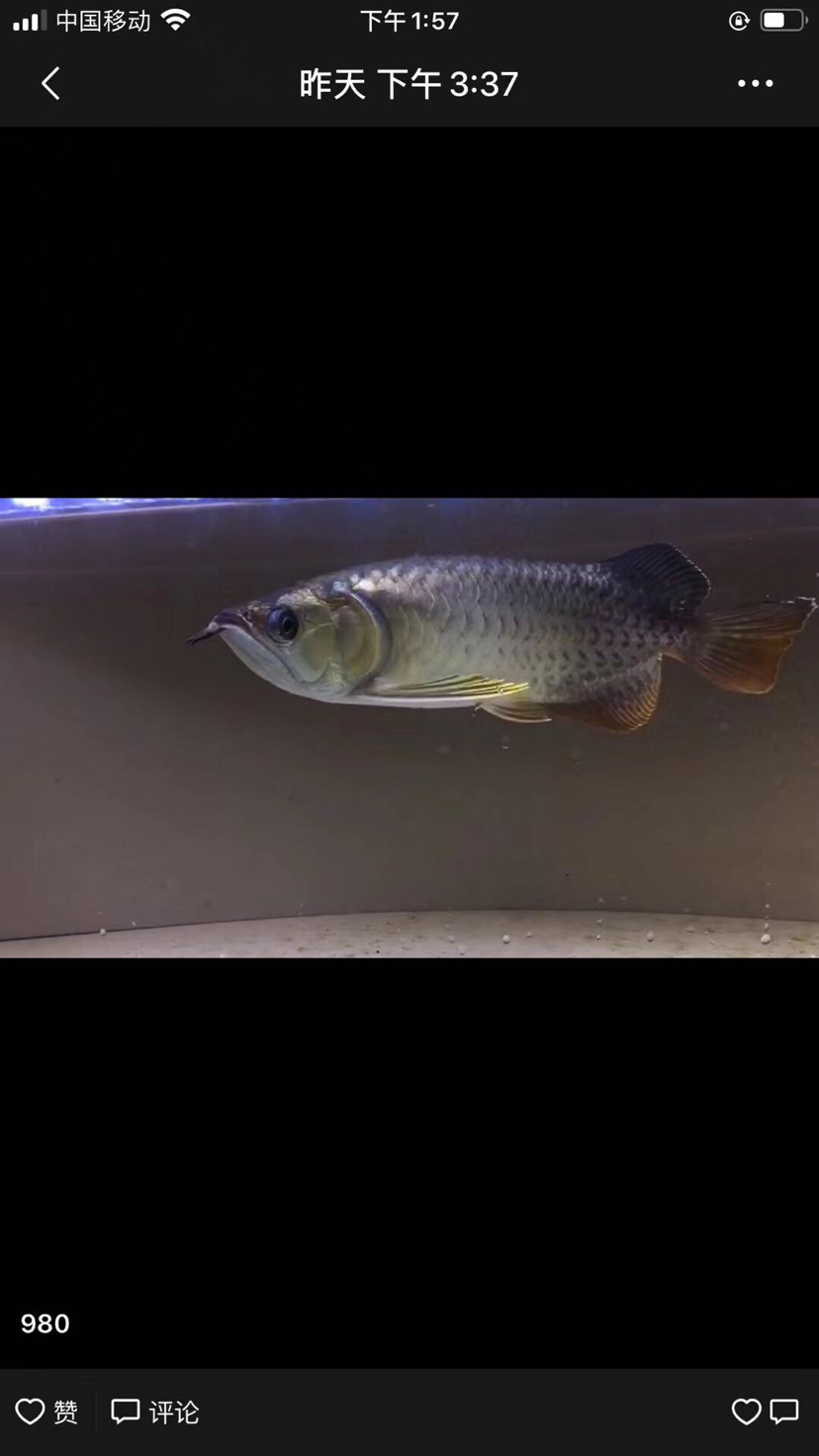 網(wǎng)紅魚6500買的可笑死我了還澄清啥啊 廣州水族器材濾材批發(fā)市場 第1張