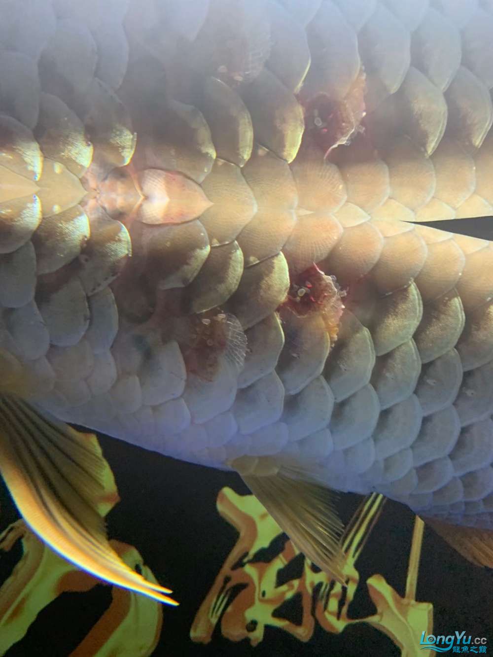 龍魚魚鱗病寄生物