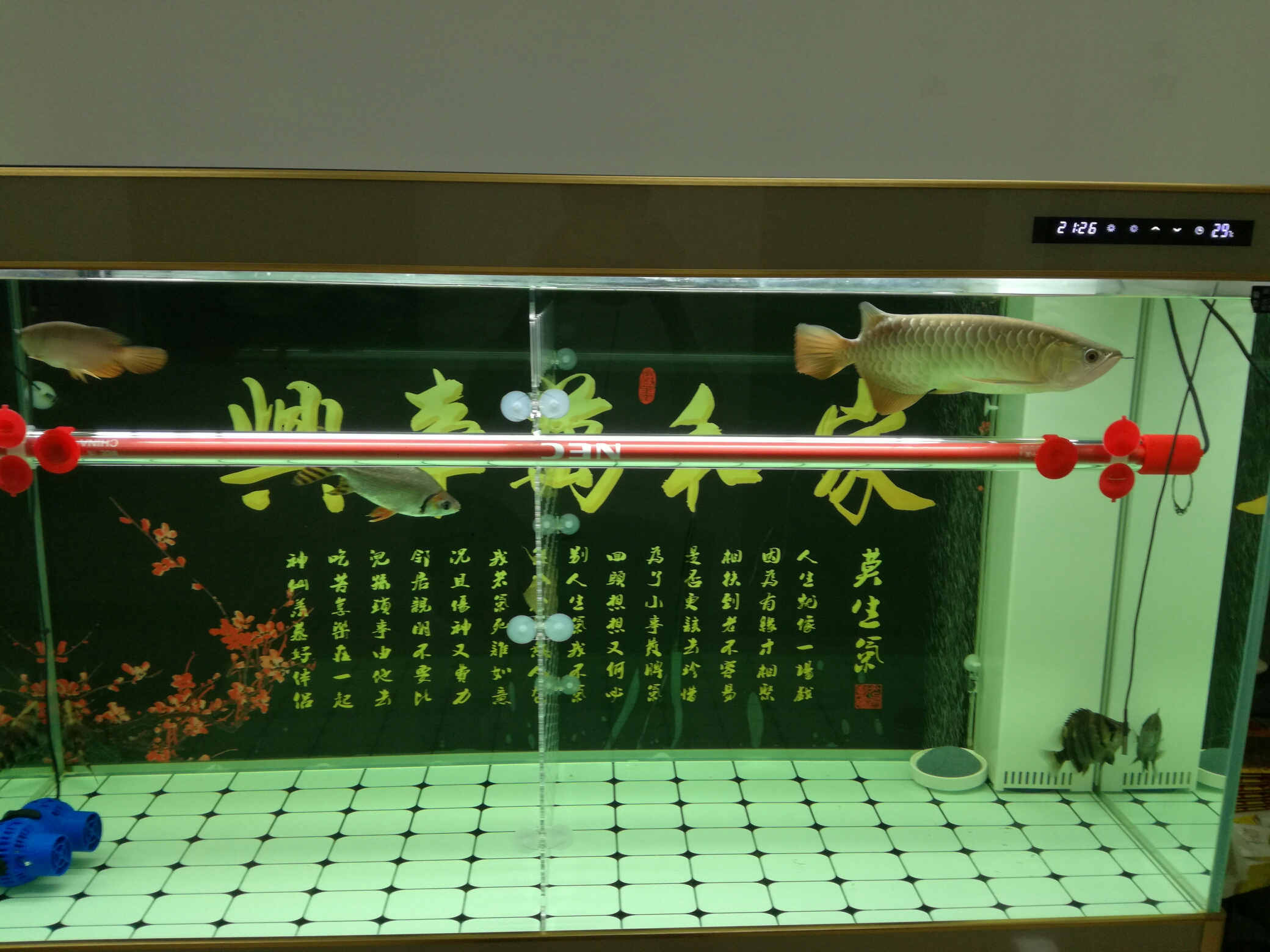 又開始折騰了今天剛到的太陽之子142白燈6700k效果還不錯(cuò)白背景也下單了過幾天在折騰