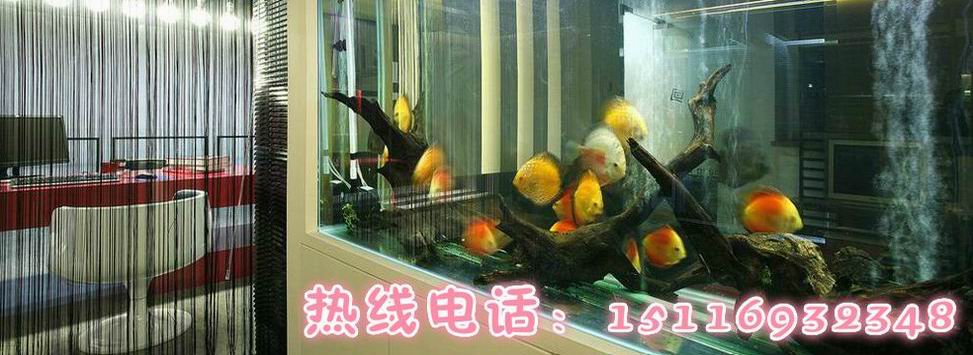 誰(shuí)給看看我這條金魚(yú) 水族維護(hù)服務(wù)（上門(mén)） 第6張