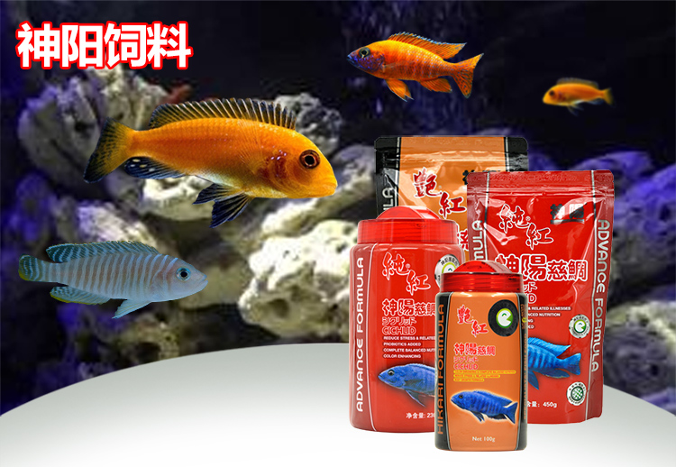 不想養(yǎng)了大湖有喜歡嗎？ 慈雕魚 第1張