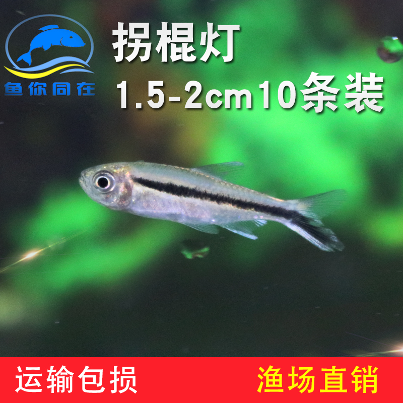 半夜還這么精神 觀賞魚市場（混養(yǎng)魚） 第2張