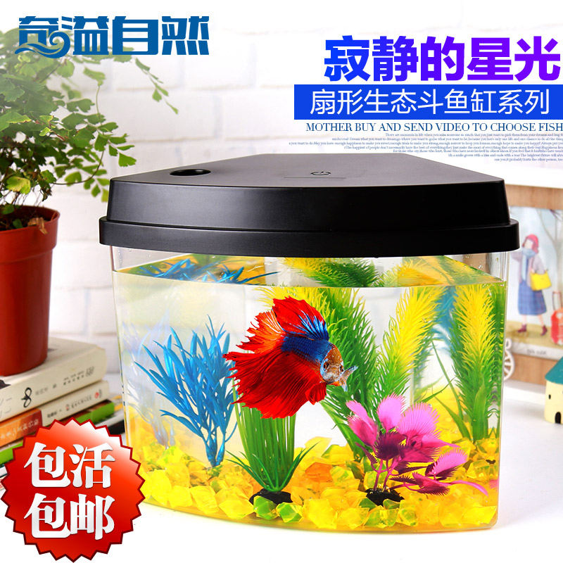 國(guó)粹蘭壽金魚(yú) 水族用品 第2張