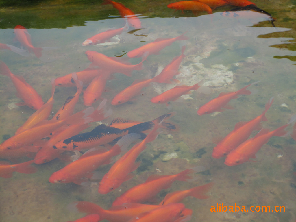 新手入池 觀賞魚(yú)魚(yú)苗 第4張