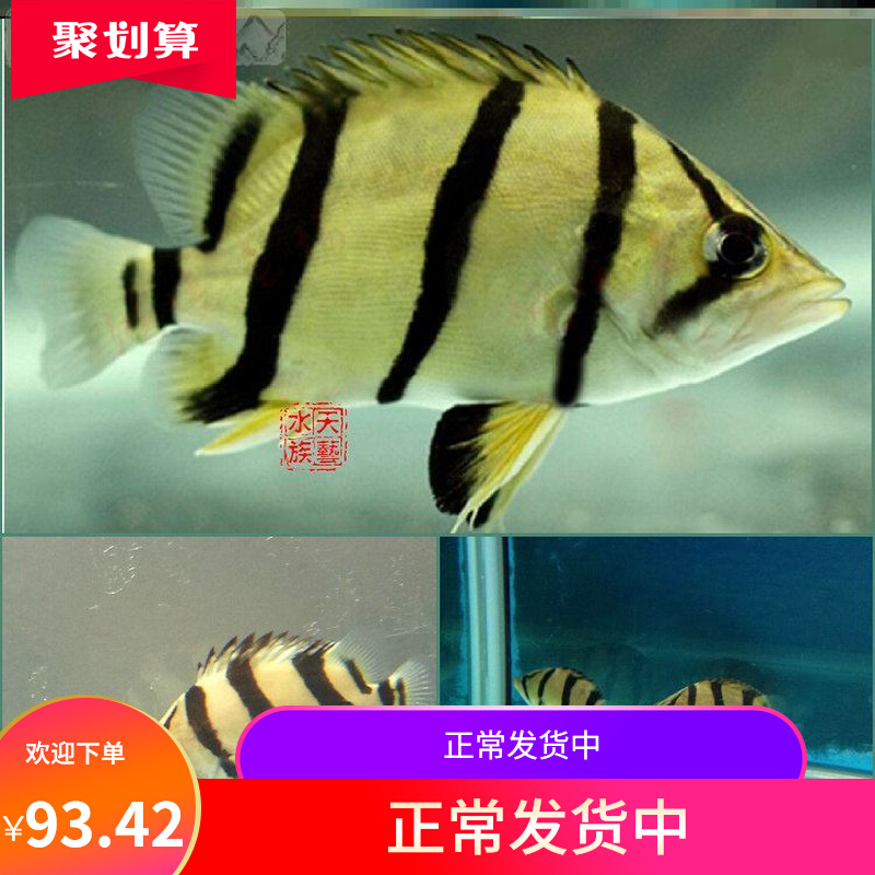 這個過濾我自己改的第三格還有一袋子活性炭 虎魚魚苗 第2張