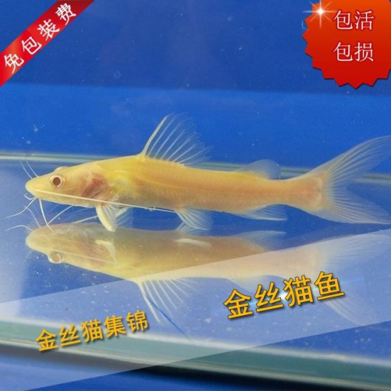 繼續(xù)退沙中 黃金招財(cái)貓魚 第2張