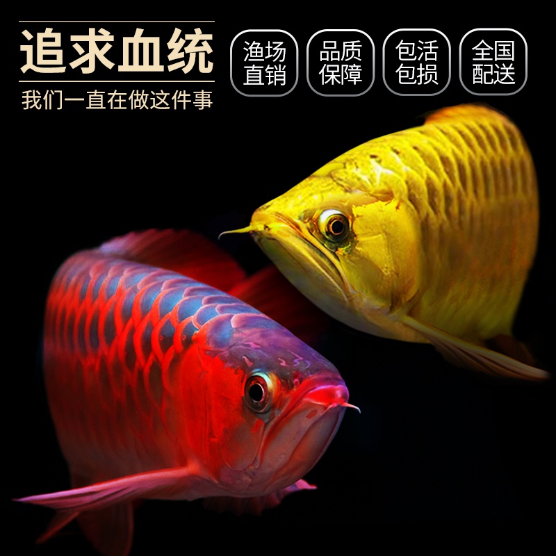 正紅眼白子出生一個星期了 紅龍魚百科 第2張