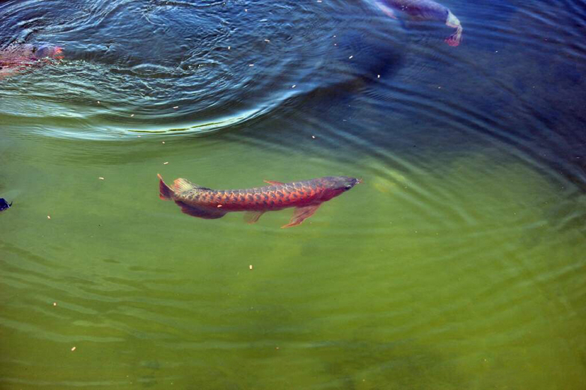 帶你走進(jìn)原生態(tài)龍魚圈 馬拉莫寶石魚 第2張