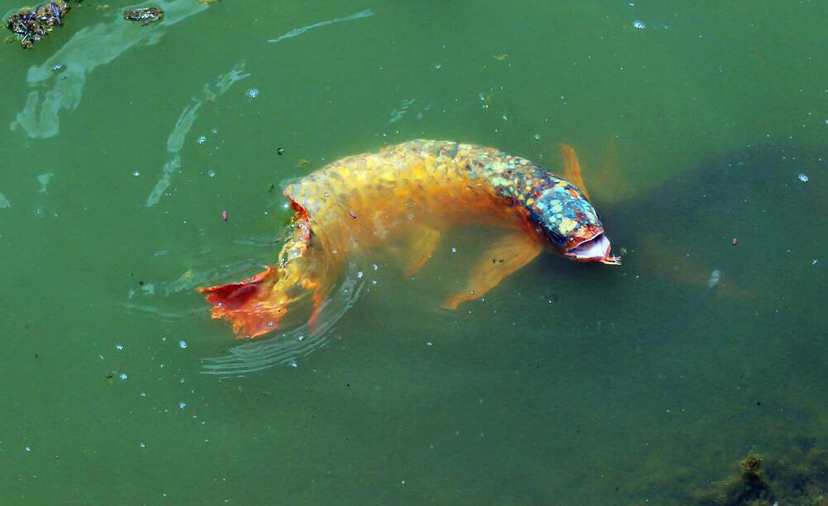 帶你走進(jìn)原生態(tài)龍魚圈 馬拉莫寶石魚 第7張