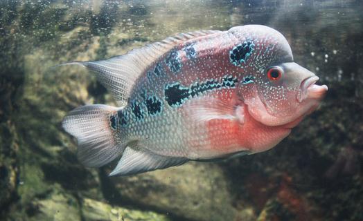 下鰭剛恢復(fù) 羅漢魚(yú) 第1張