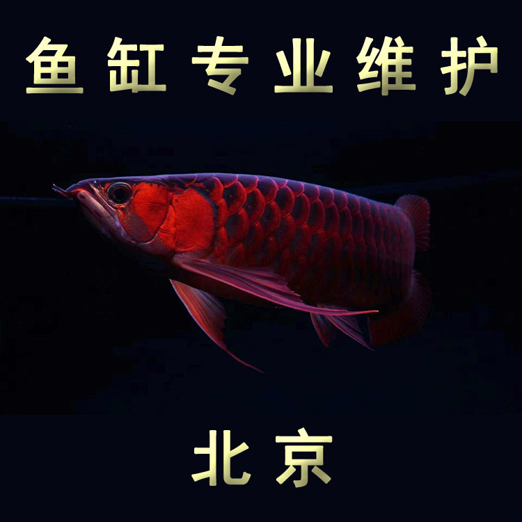 大小混養(yǎng)成功的紅龍贊 水族維護(hù)服務(wù)（上門）