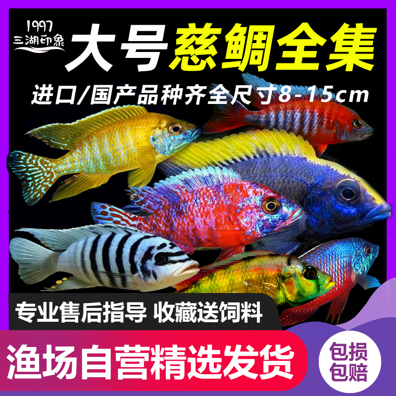 40背濾 慈雕魚 第2張