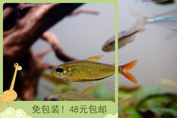 AC濾材祝龍巔十二周年生日快樂(lè) 南美異形觀賞魚(yú)