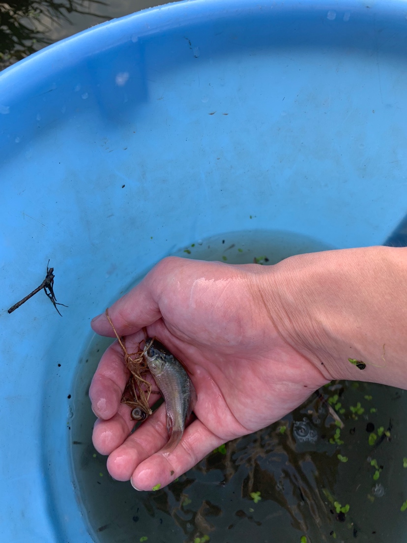 水溝撈小魚 刀魚魚 第6張