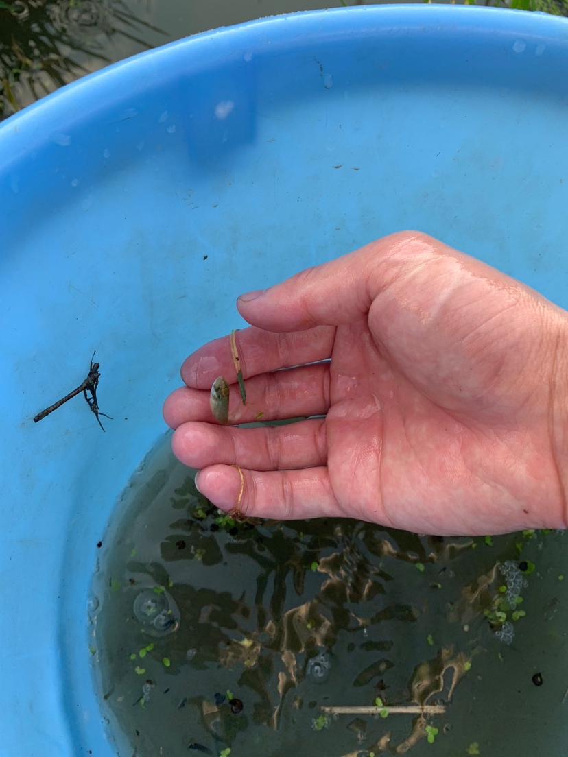 水溝撈小魚 刀魚魚 第5張