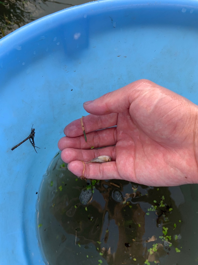 水溝撈小魚 刀魚魚 第4張