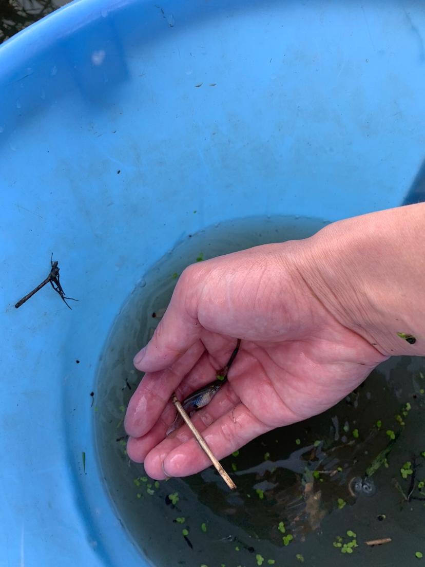 水溝撈小魚 刀魚魚 第7張