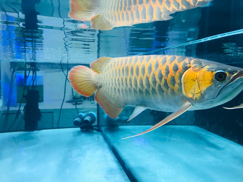 2020年5月22日 黃鰭鯧魚 第2張