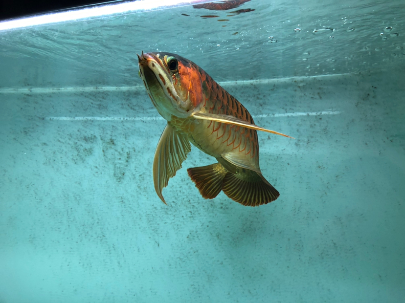 水清魚還是漂亮一點的 紅眼黃化幽靈火箭魚|皇家火箭魚 第2張