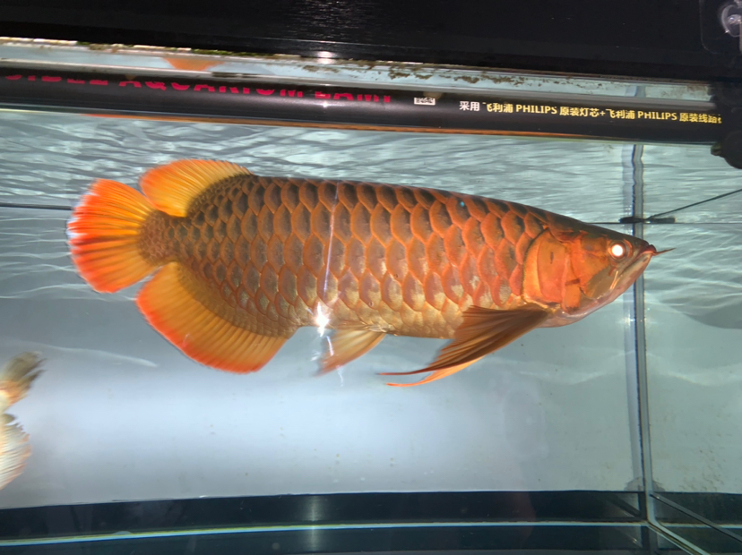 還原真實(shí) 大湖紅龍魚 第4張