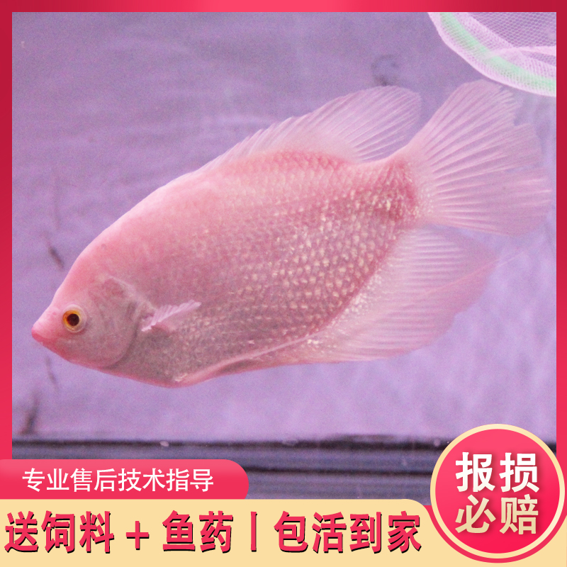 一口氣清走曬全部金老虎 金老虎魚 第2張