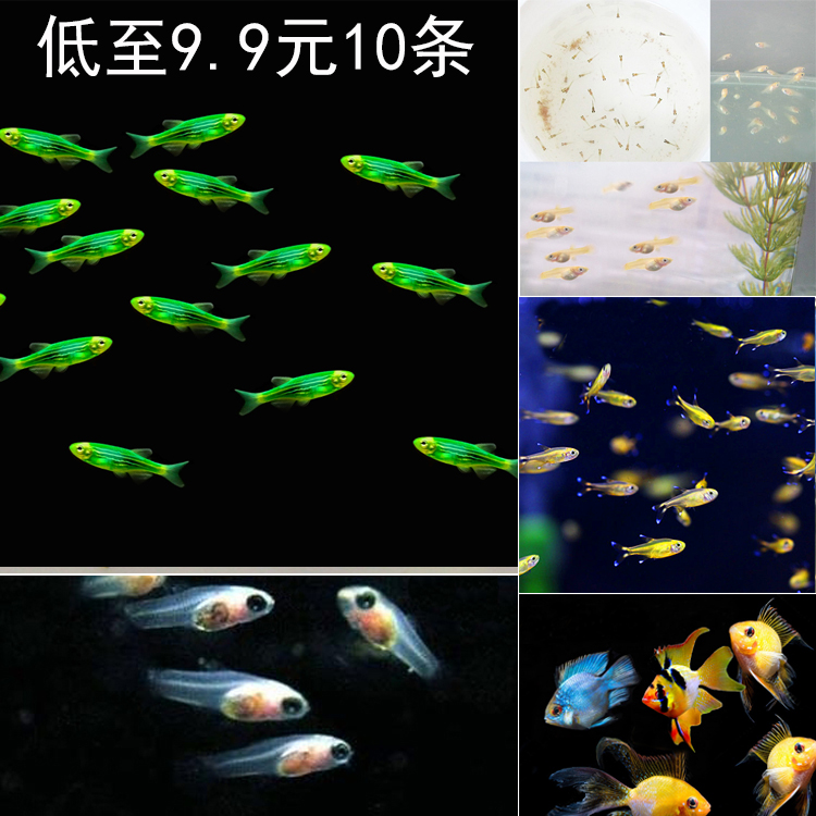 一過(guò)去就向我討吃的 觀賞魚(yú)魚(yú)苗 第2張