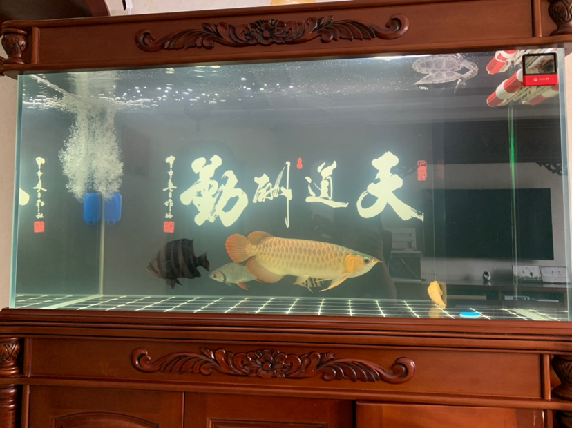 昨天晚上喂點泥鰍小魚早起就這樣 埃及神仙魚 第2張