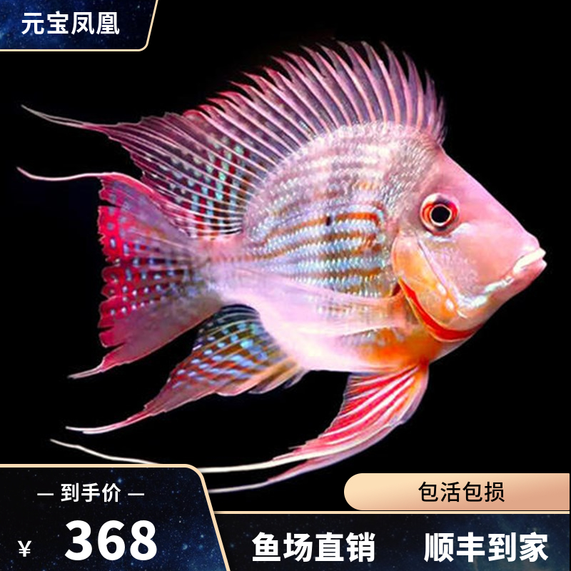 生產(chǎn)才是重點 虎魚魚苗 第2張