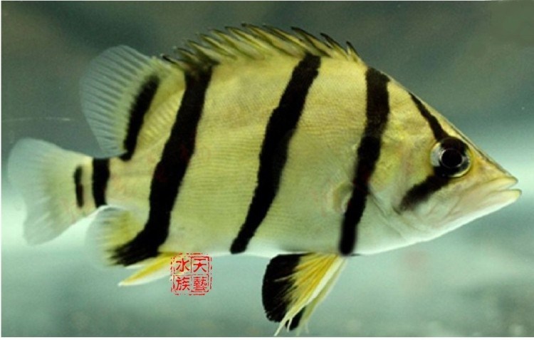 大黑彗星混養(yǎng)龍魚的失敗經(jīng)歷 虎魚魚苗 第2張