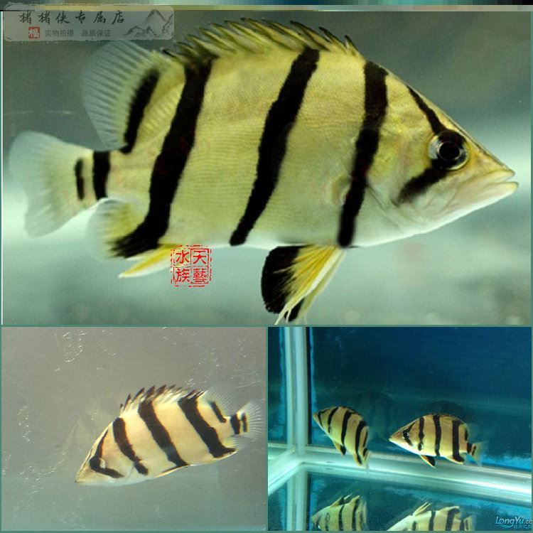 diy新缸 虎魚魚苗 第2張