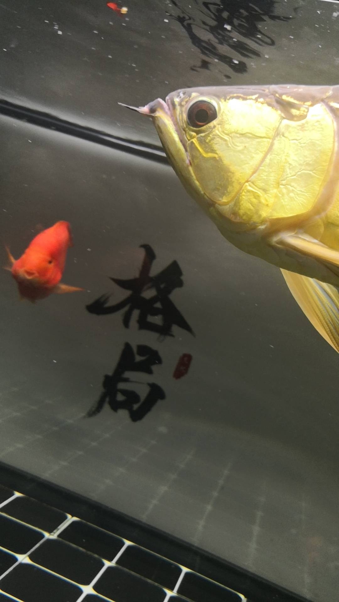 看出有多大嗎 藍(lán)底過(guò)背金龍魚(yú) 第2張