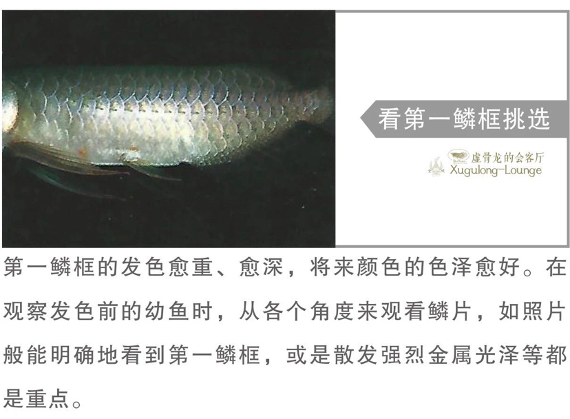 鑒龍之眼2019版連載6 廣州觀賞魚批發(fā)市場 第4張