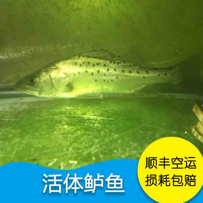 @不二家的魚粉恭喜免費(fèi)獲得龍巔紀(jì)念款產(chǎn)品T恤一件