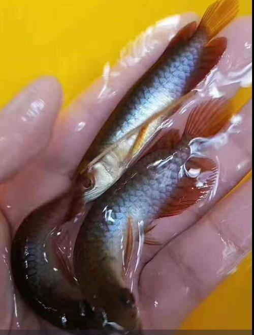 吃飼料比吃肉更感興趣 印尼紅龍魚 第2張