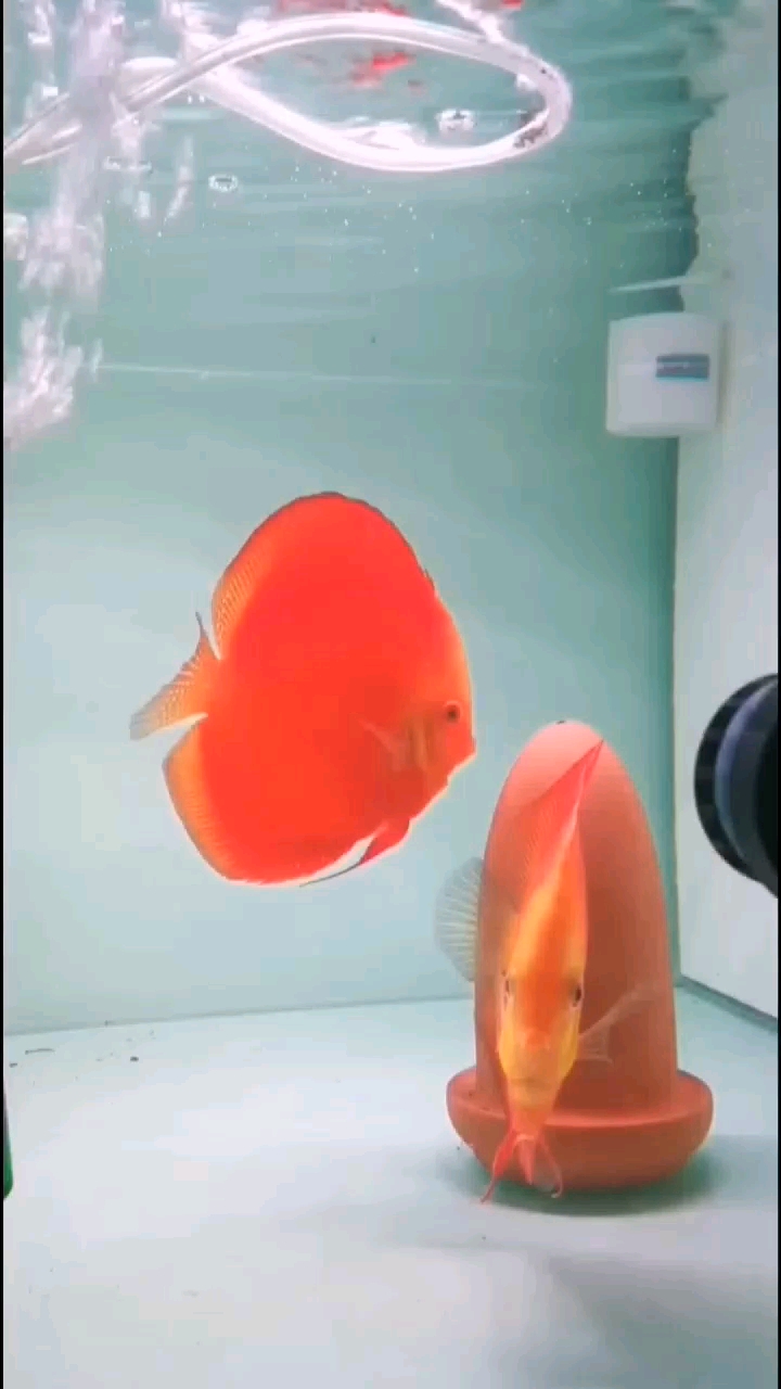 紅金七彩神仙魚 七彩神仙魚 第1張