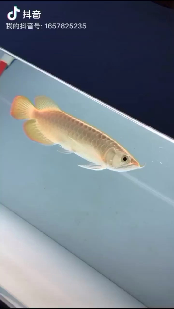 奇彩龍魚