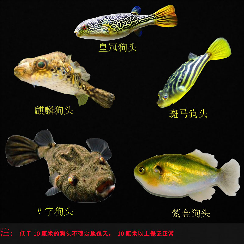 飯后看看 觀賞魚(yú)魚(yú)苗