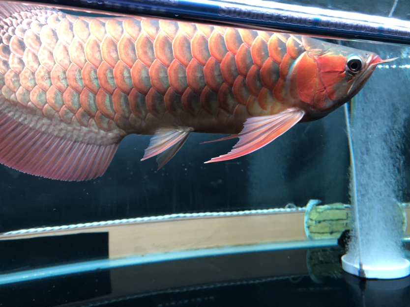 持續(xù)更新三無產品 金三間魚 第5張