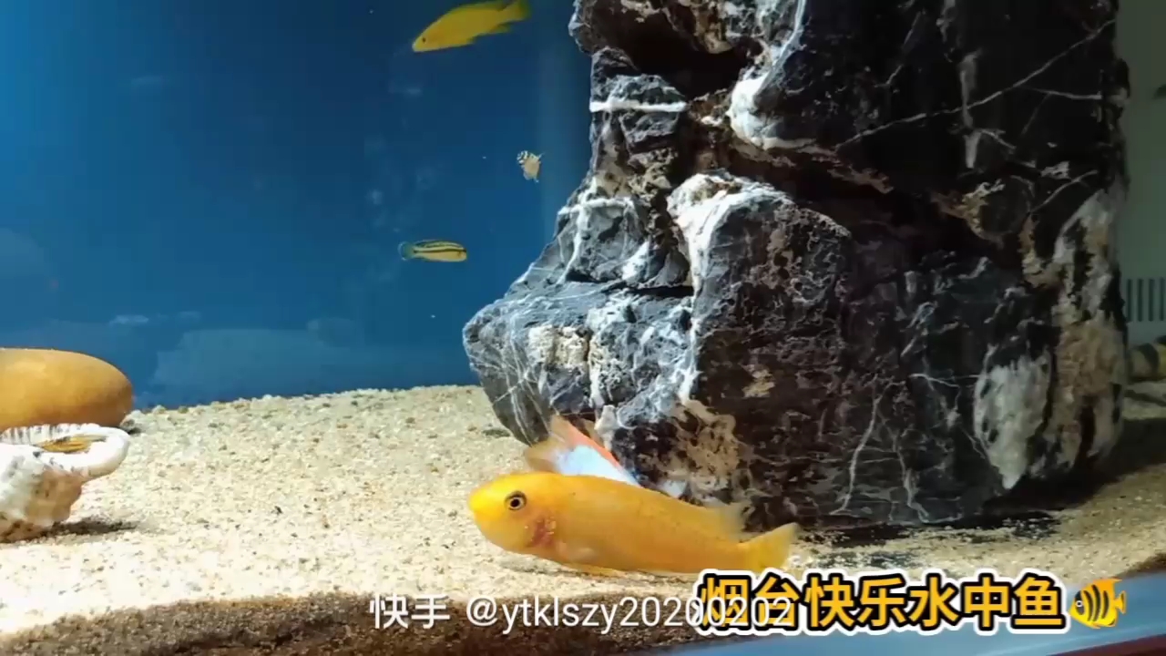 高清晰松比西勾鼻繁殖 狗頭魚