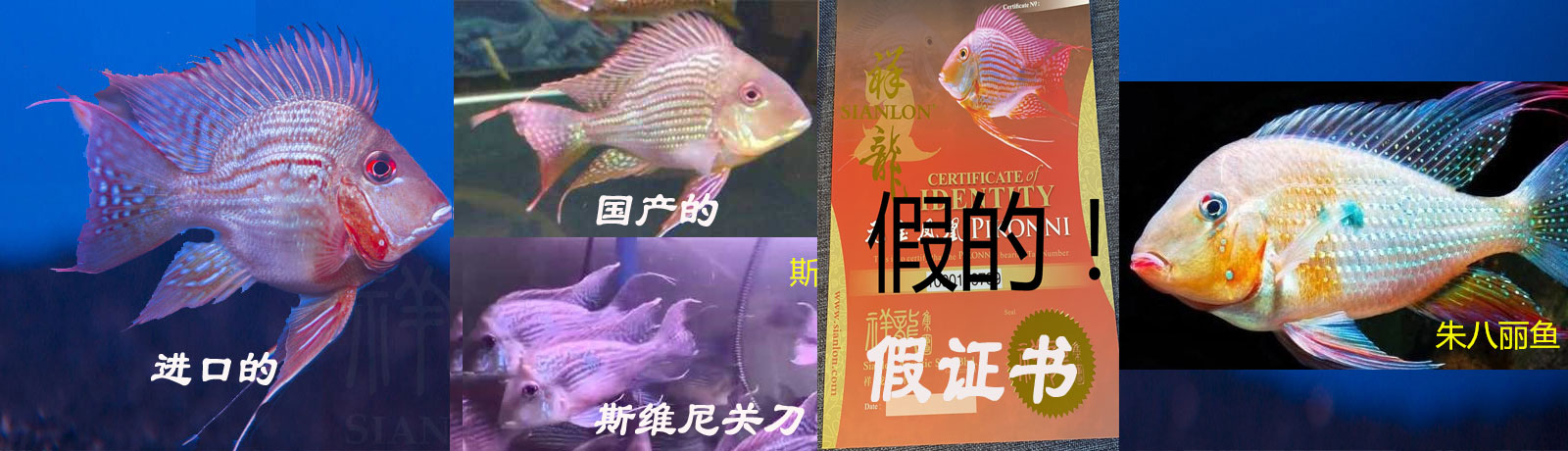 進(jìn)口元寶鳳凰魚（祥龍魚場） 進(jìn)口元寶鳳凰魚 第1張