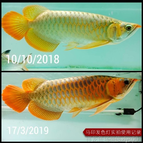 馬印龍魚燈管紅金龍魚專用燈T5潛水燈魚缸水族防水燈照明燈水中燈