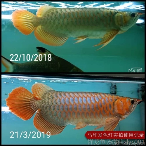 馬印龍魚燈管紅金龍魚專用燈T5潛水燈魚缸水族防水燈照明燈水中燈 馬印水族 第4張