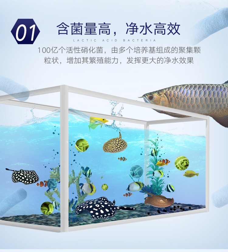 百因美魟魚龍魚硝化酵素水族硝化細菌活性消化菌大水體養(yǎng)殖專用 硝化細菌 第14張